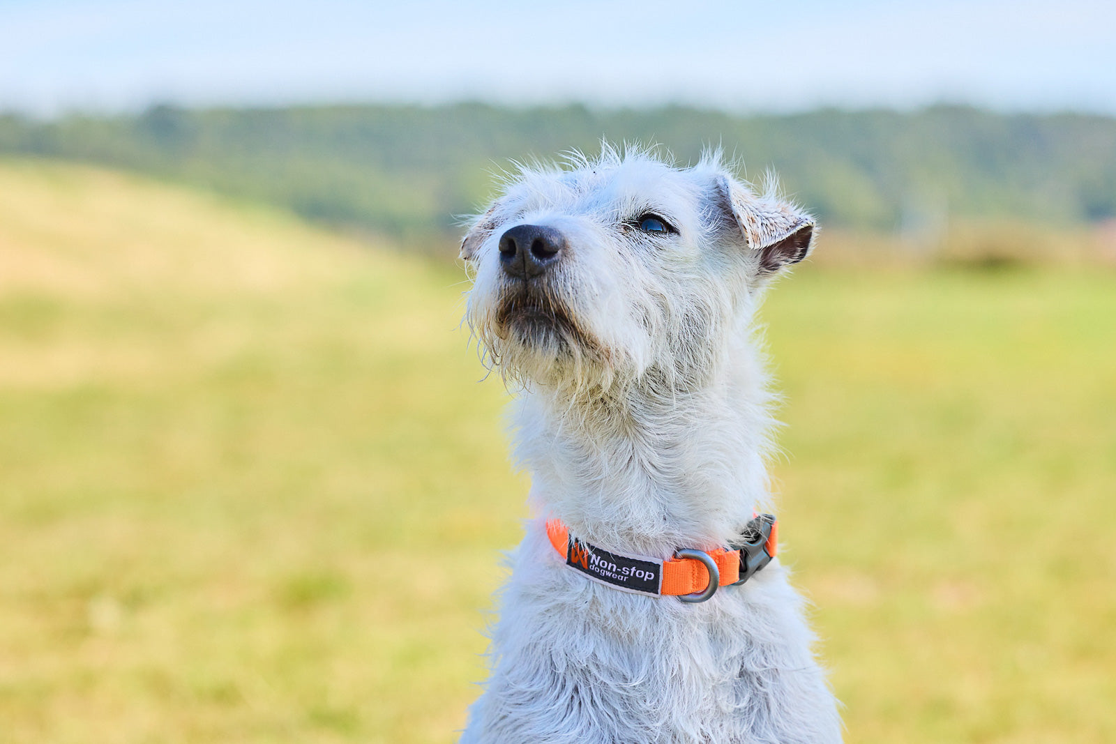Non-Stop Dogwear Tumble collar