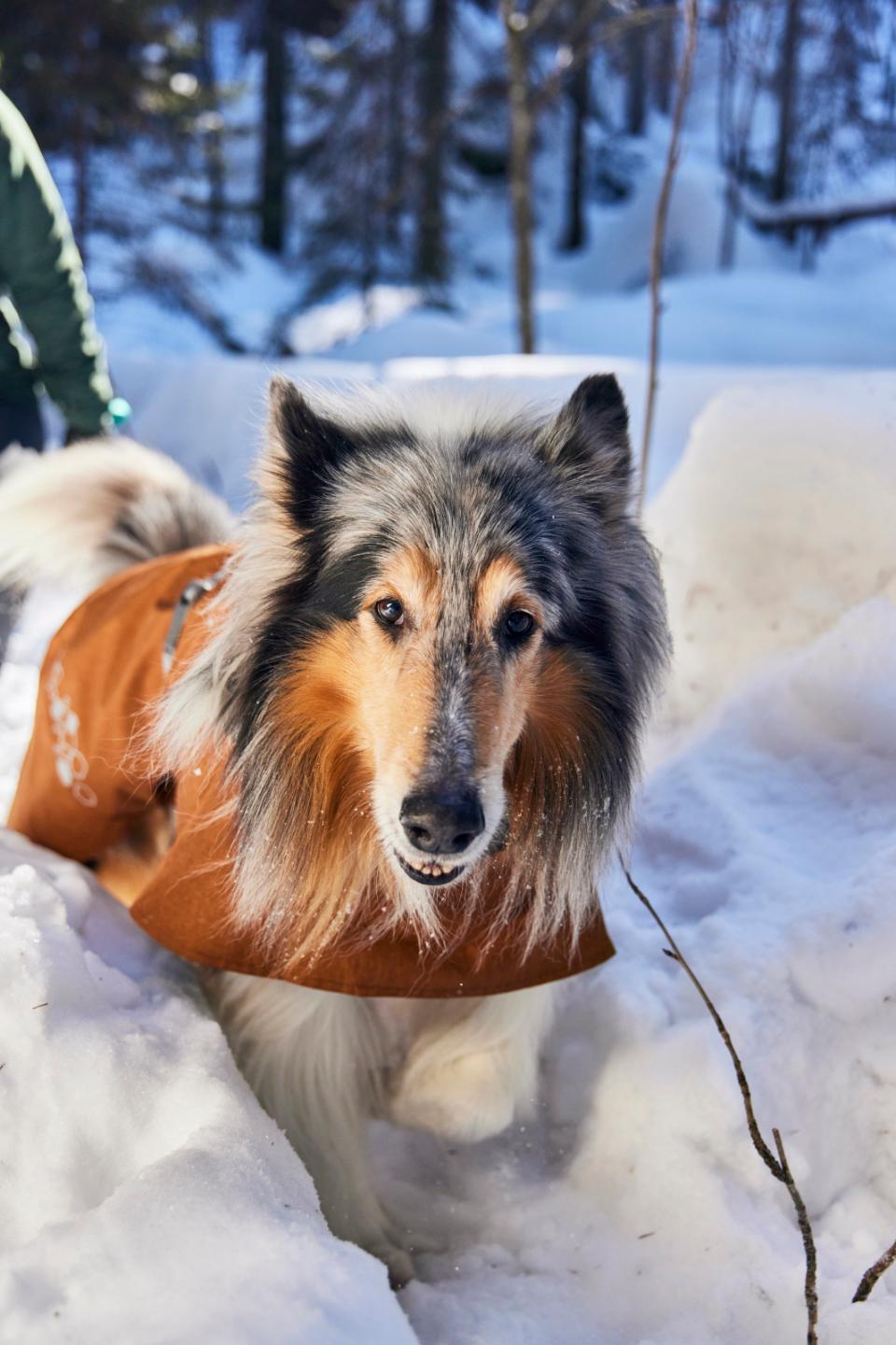 Täcken för Hundar: Skydda Din Hund med Rätt Hundtäcke för Alla Säsonger